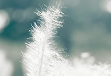 萨索洛主场击败博洛尼亚：激情之夜，黑绿军团再书荣光